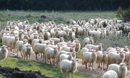 Il 2011 agricolo si apre con il problema sardo