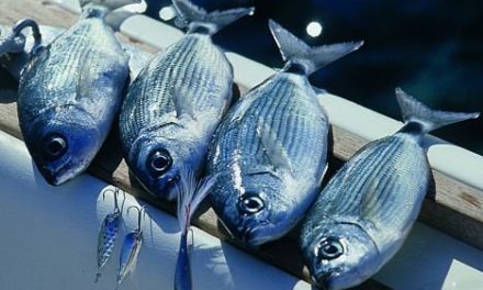 215mila chili di prodotto ittico sequestrate