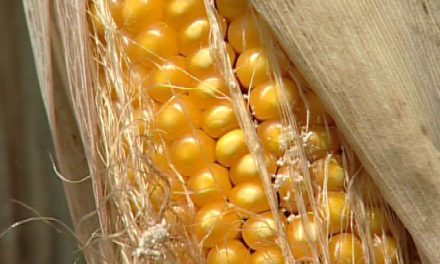 OGM: L’EUROPA CI PENSA MA NON VOTERA’ PRIMA DELL’ESTATE