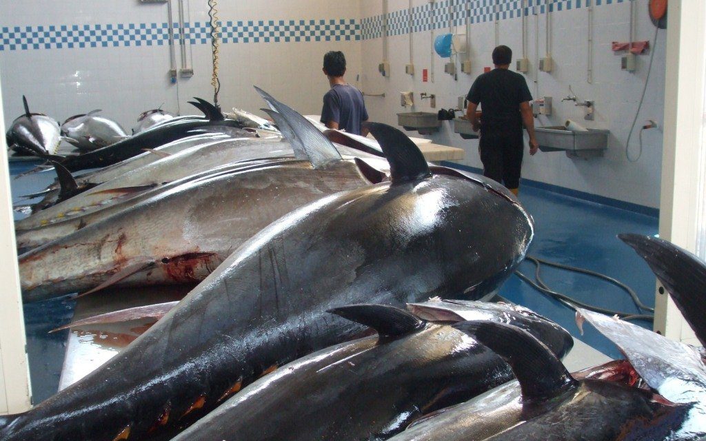 ALLARME TONNO ROSSO. A GENOVA SCOPERTA UNA TRUFFA