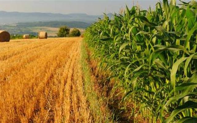 OGM IN ITALIA: DIVENTA PERMANENTE IL DIVIETO DELLA COLTIVAZIONE
