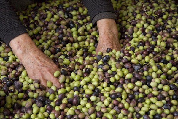 TROPPO SALE SENZA SAPERLO: NELLE OLIVE AD ESEMPIO