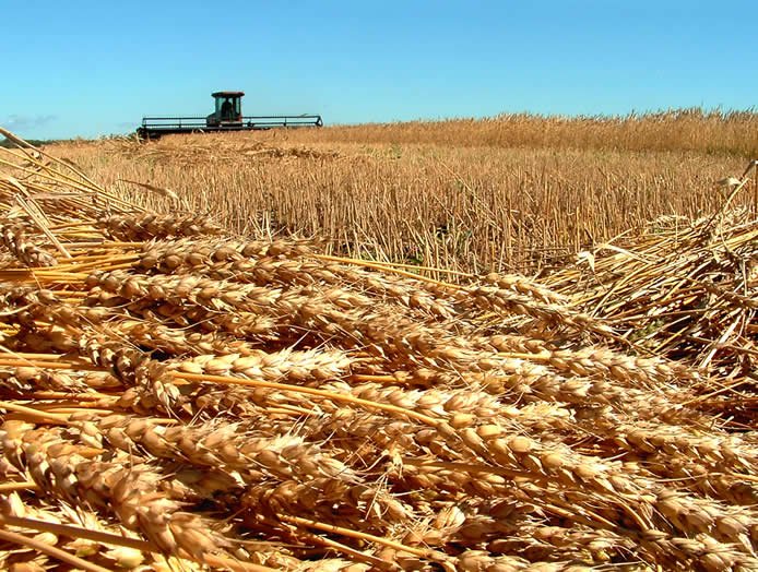 IN VENETO IL PRIMO ACCORDO DI FILIERA PER IL GRANO