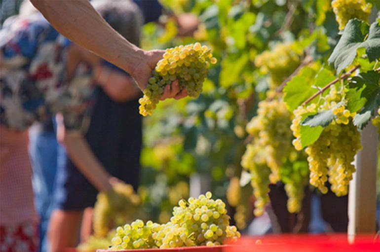 UNA VENDEMMIA LUNGA, DI QUALITÀ, CON MENO QUANTITÀ