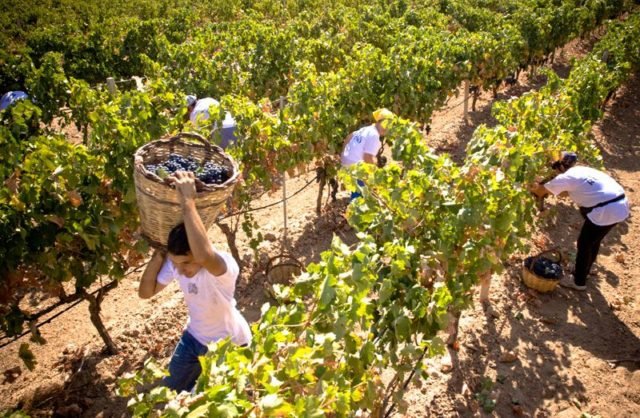 VINO: MENO RESA PER ETTARO MA CRESCE LA PRODUZIONE