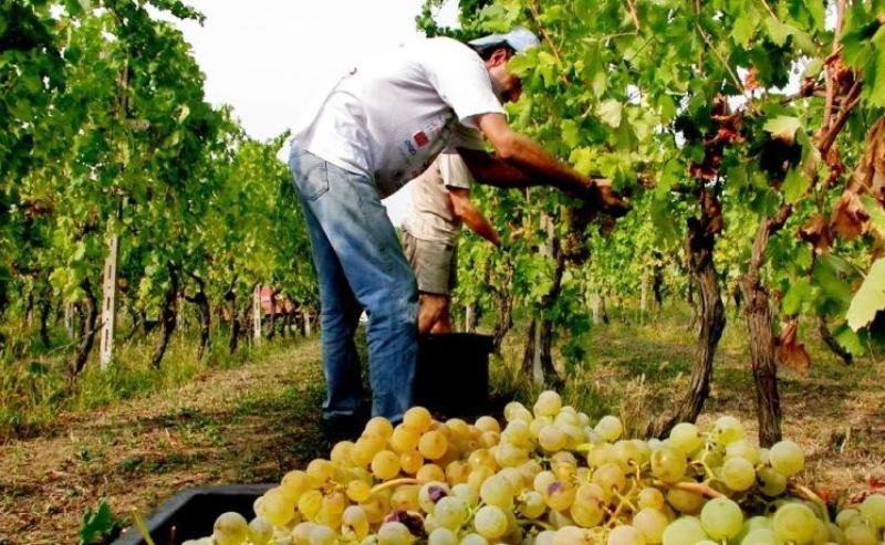 IL VINO CRESCE PER DIMENSIONI, LA BORSA FESTEGGIA