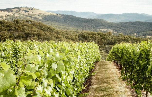 SOSTENIBILITÀ: È SEMPRE PIÙ DI CASA TRA I VIGNETI